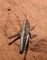 Phlaeoba antennata