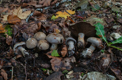 Cortinarius infractus