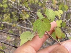 Gossypium davidsonii