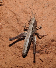 Phlaeoba antennata