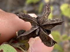 Gossypium davidsonii
