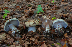 Cortinarius anserinus