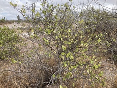 Gossypium davidsonii