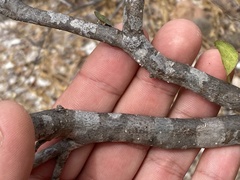 Gossypium davidsonii