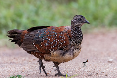 Galloperdix lunulata