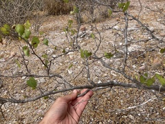 Gossypium davidsonii