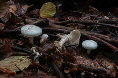 Clitocybe truncicola
