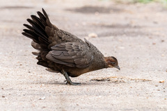 Galloperdix lunulata