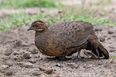 Galloperdix lunulata