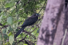 Phaenicophaeus viridirostris