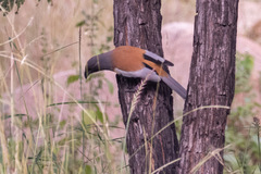 Dendrocitta vagabunda