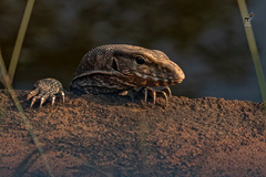 Varanus bengalensis