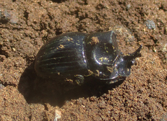 Copris elphenor