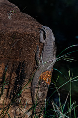 Varanus bengalensis