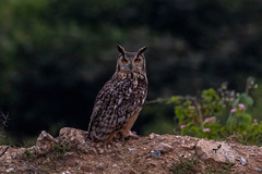 Bubo bengalensis