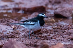 Motacilla maderaspatensis