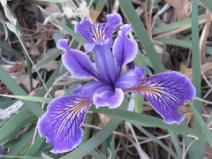 Iris hartwegii australis
