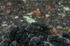 Gloeophyllum abietinum