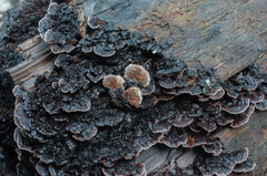 Gloeophyllum abietinum