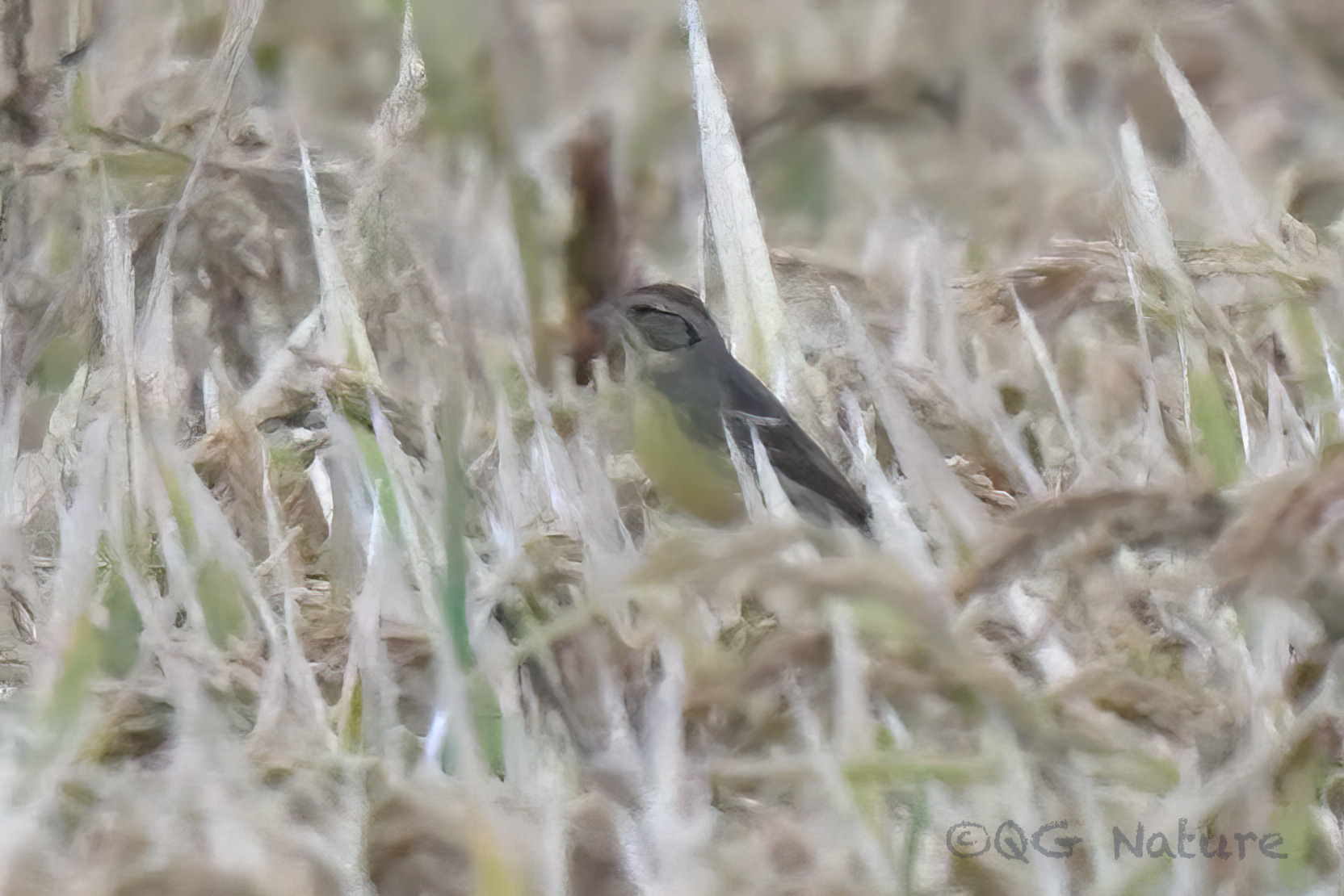 Yellow-breasted Bunting