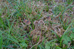 Mycena olivaceomarginata