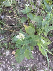 Verbesina virginica