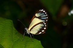 Ithomia salapia
