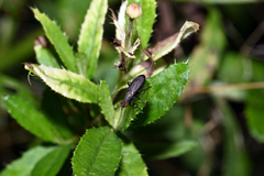 Coremacera marginata