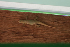 Hemidactylus garnotii