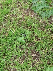 Brachythemis leucosticta