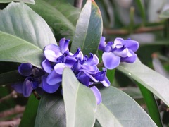 Acanthocladus pulcherrimus