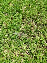 Brachythemis leucosticta