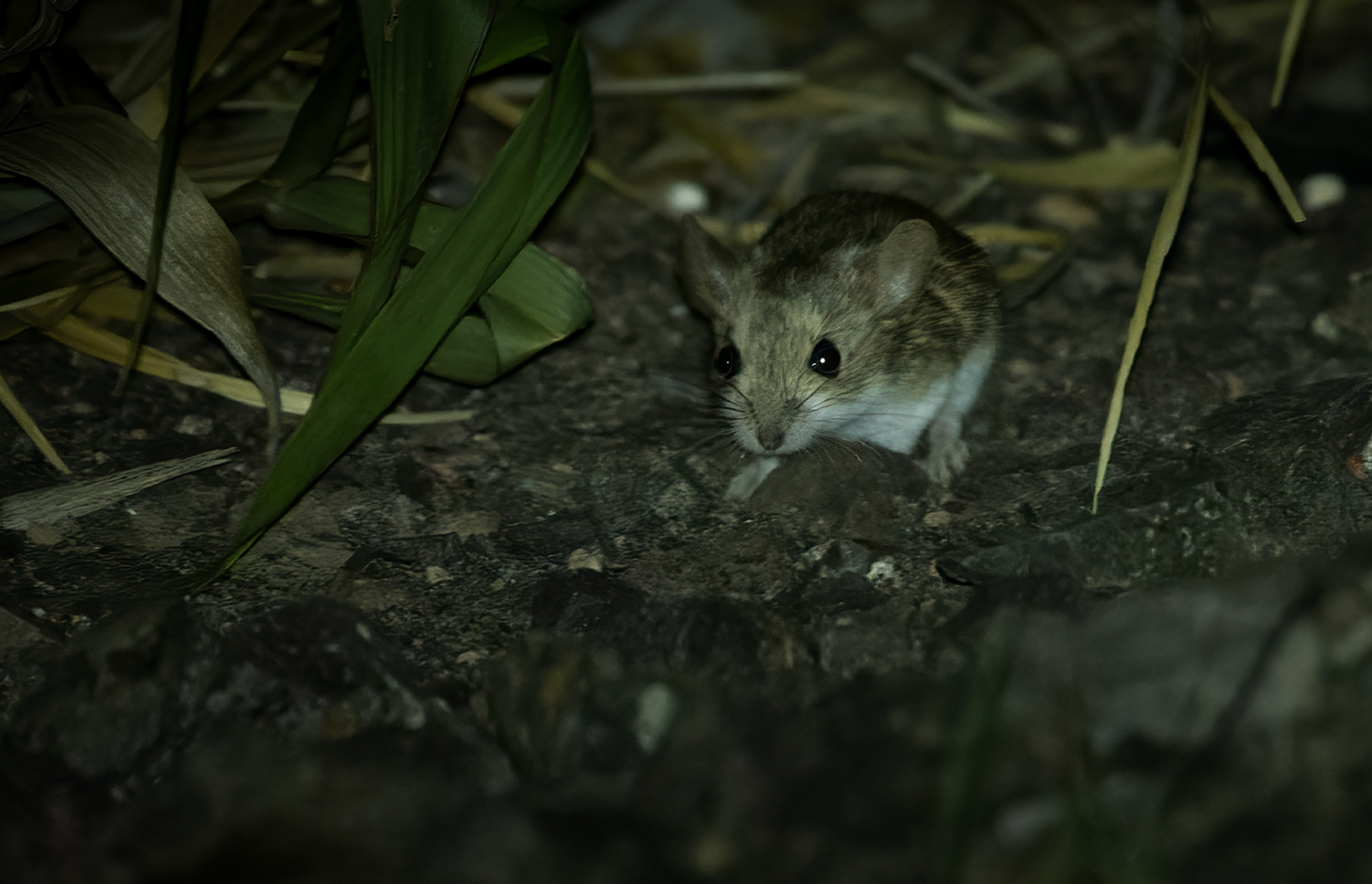 Pearson s Chaco mouse Andalgalomys pearsoni iNaturalist Australia