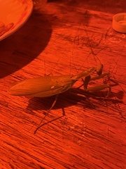 Hierodula patellifera