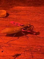 Hierodula patellifera