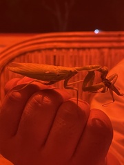 Hierodula patellifera