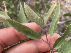 Karwinskia humboldtiana