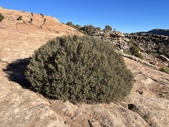 Cercocarpus intricatus