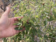 Karwinskia humboldtiana