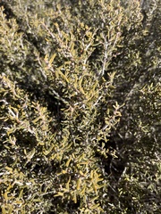 Cercocarpus intricatus