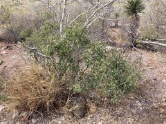 Karwinskia humboldtiana