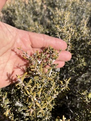 Cercocarpus intricatus