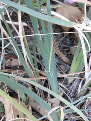 Iris hartwegii australis