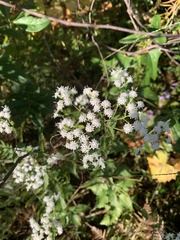 Ageratina