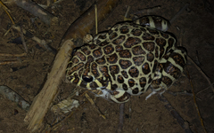 Leptodactylus laticeps