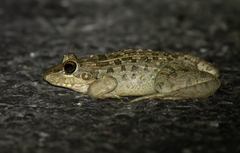 Leptodactylus macrosternum