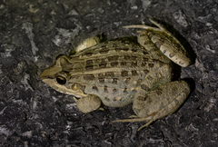 Leptodactylus macrosternum