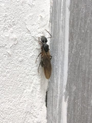 Polyrhachis exercita