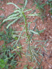 Phyllanthus amarus