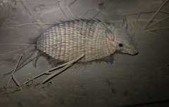 Chaetophractus vellerosus